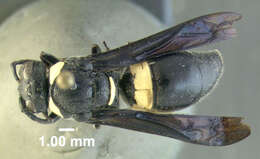 Image of Four-toothed Mason Wasp