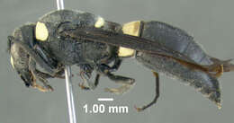 Image of Four-toothed Mason Wasp