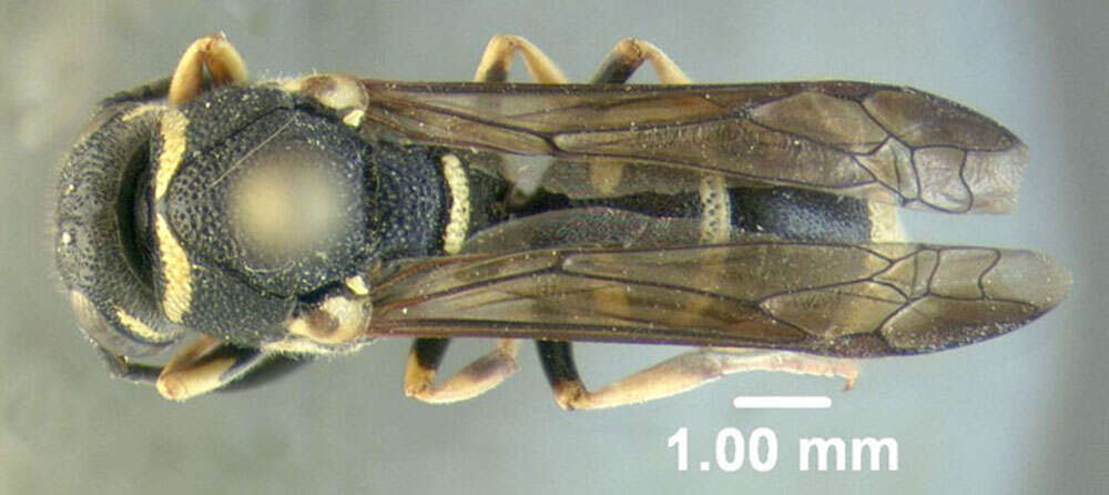 Image of Parancistrocerus bicornis (Roberts 1901)
