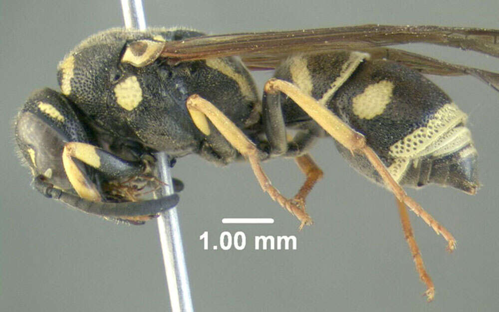 Image of Parancistrocerus bicornis (Roberts 1901)