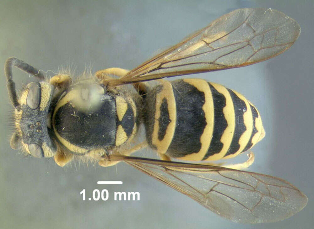 Image of Eastern Yellowjacket