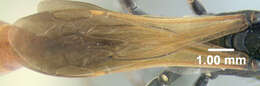 Image of Ammophila pictipennis Walsh 1869