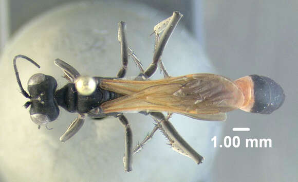 Image de Ammophila pictipennis Walsh 1869