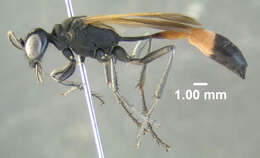 Image of Ammophila pictipennis Walsh 1869