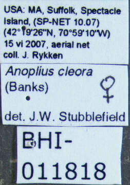 Anoplius cleora (Banks 1917) resmi