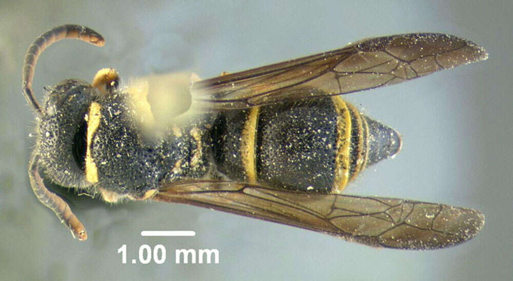 Sivun Ancistrocerus catskill (de Saussure 1853) kuva