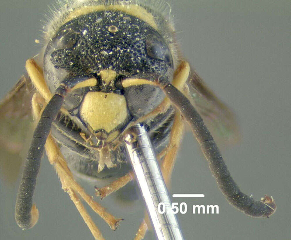 Sivun Ancistrocerus catskill (de Saussure 1853) kuva