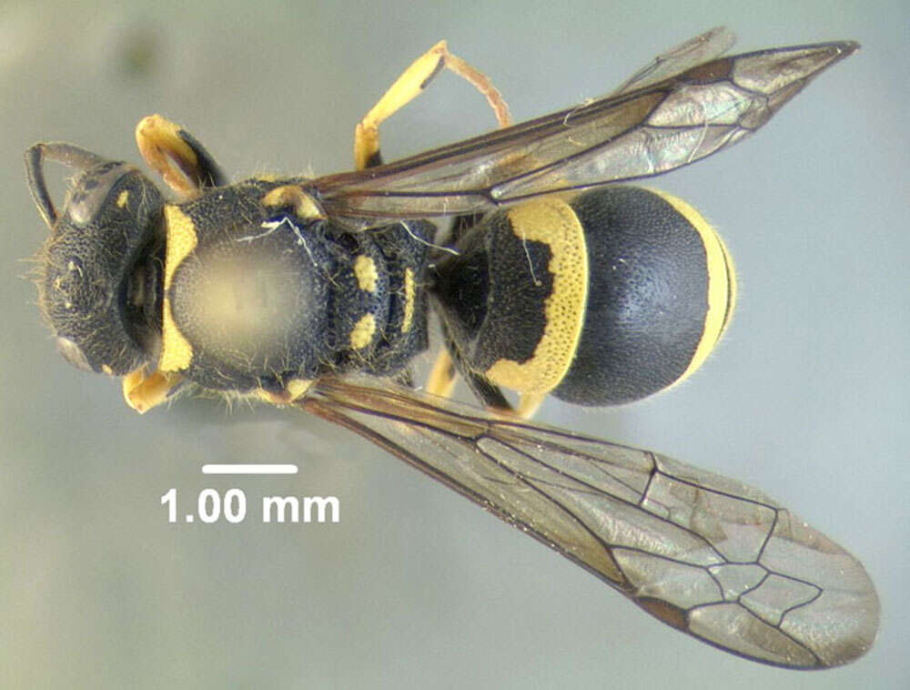 Image of Ancistrocerus gazella (Panzer 1798)