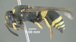 Image of Ancistrocerus gazella (Panzer 1798)