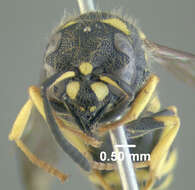 Image of Ancistrocerus gazella (Panzer 1798)