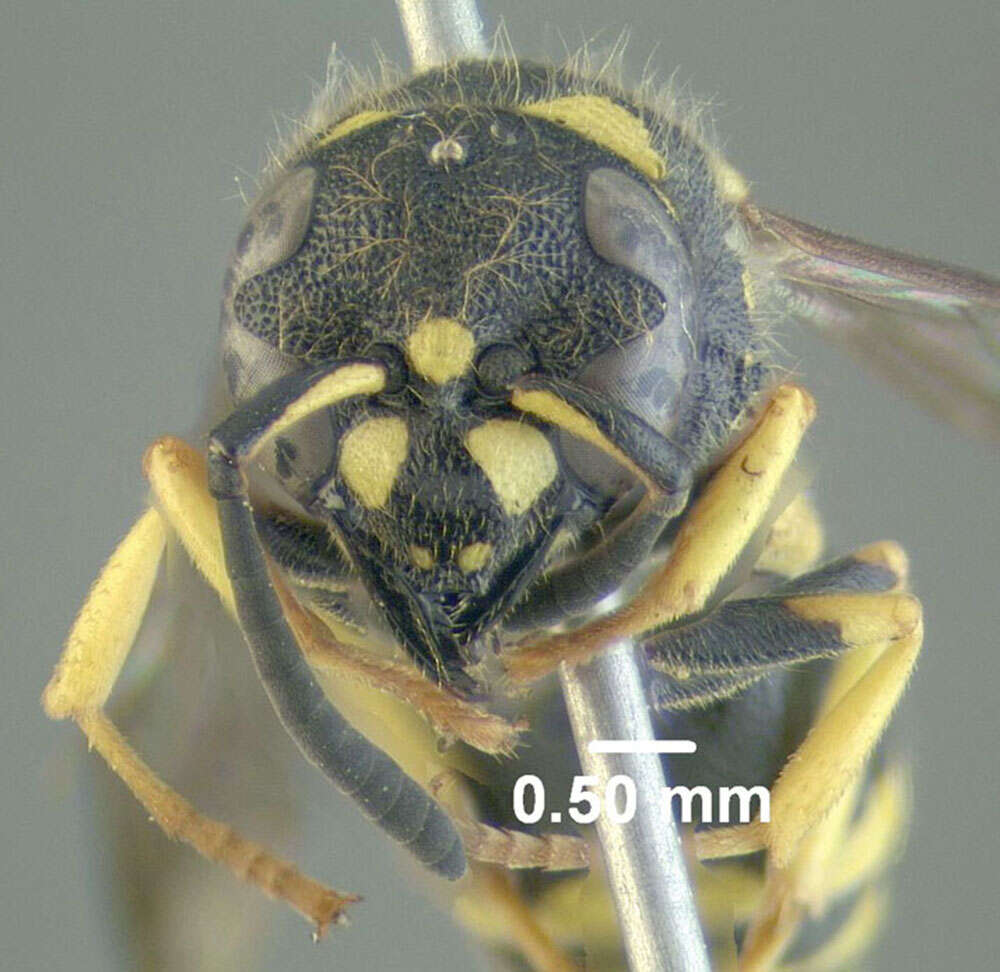 Image of Ancistrocerus gazella (Panzer 1798)