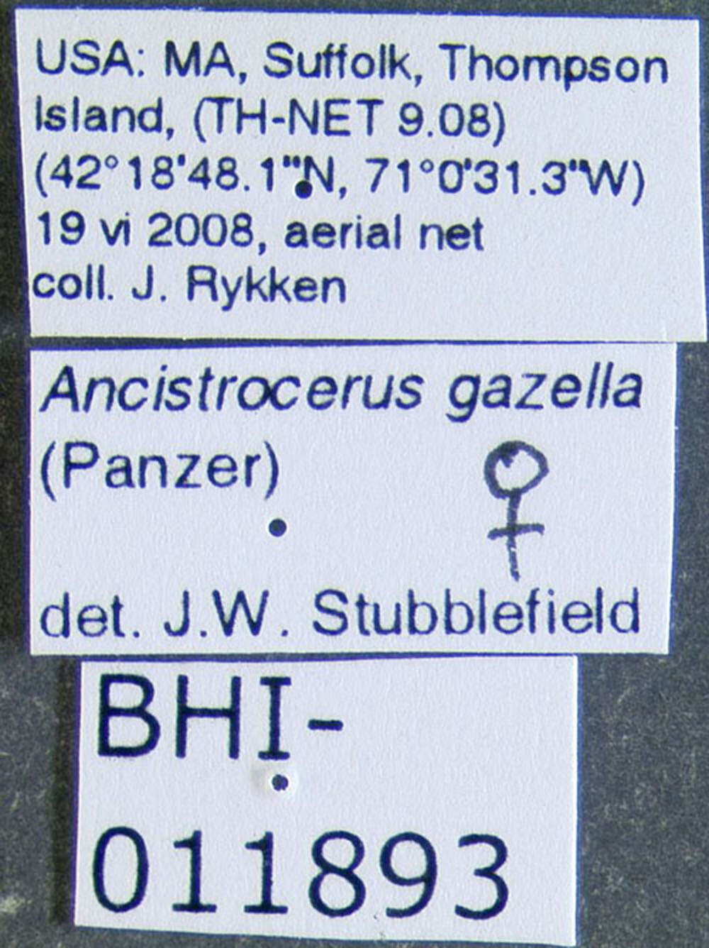 Image of Ancistrocerus gazella (Panzer 1798)