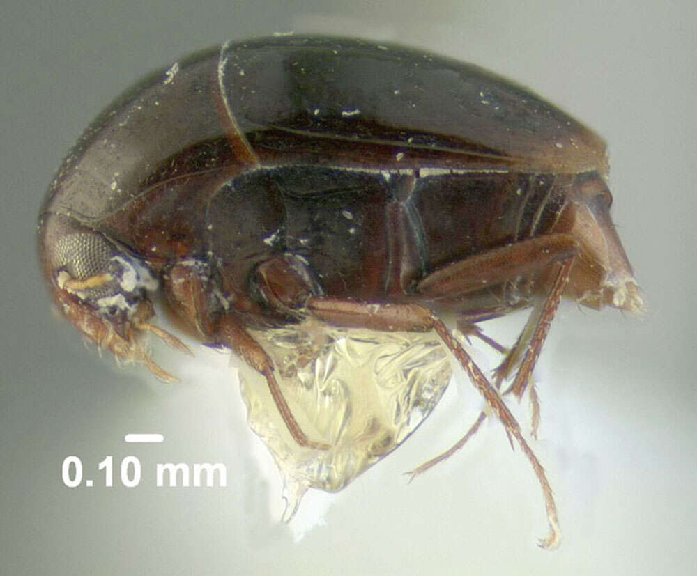 Image of Toxidium gammaroides Le Conte & J. L. 1860