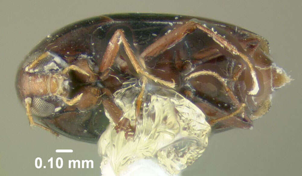 Image of Toxidium gammaroides Le Conte & J. L. 1860