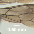 Image of Pompilus apicatus Provancher 1882
