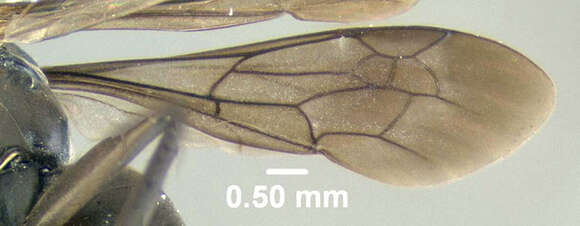 Image of Pompilus apicatus Provancher 1882