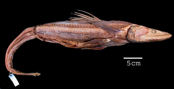 Image of deep-sea lizardfishes