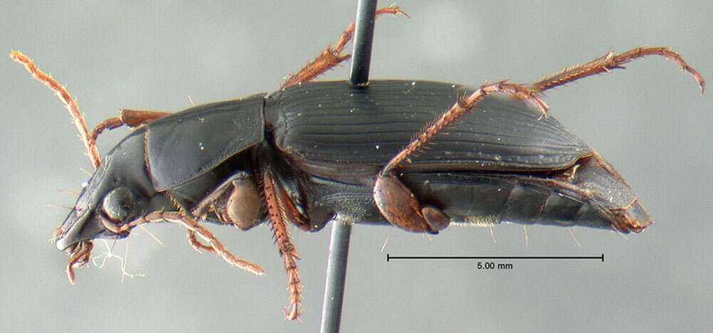 Sivun Harpalus (Pseudoophonus) erythropus Dejean 1829 kuva