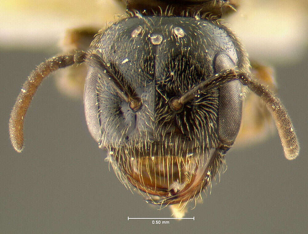 Lasioglossum asteris (Mitchell 1960)的圖片