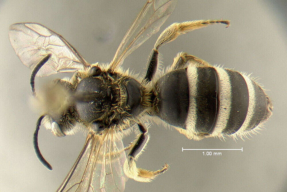 Image of Lasioglossum coriaceum (Smith 1853)