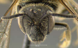 Image of Lasioglossum coriaceum (Smith 1853)
