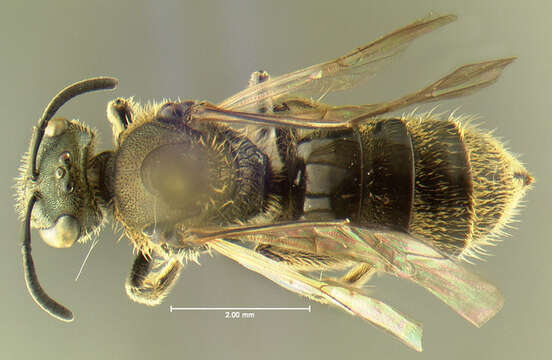 Image of Cresson's Dialictus