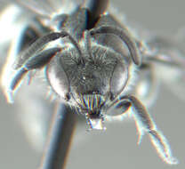 Image of Lasioglossum divergens (Lovell 1905)