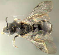 Image of Lasioglossum divergens (Lovell 1905)