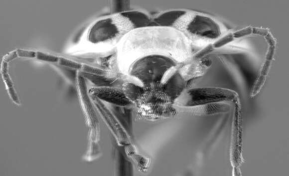 Image of Spotted Cucumber Beetle