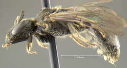 Image of Lasioglossum divergens (Lovell 1905)