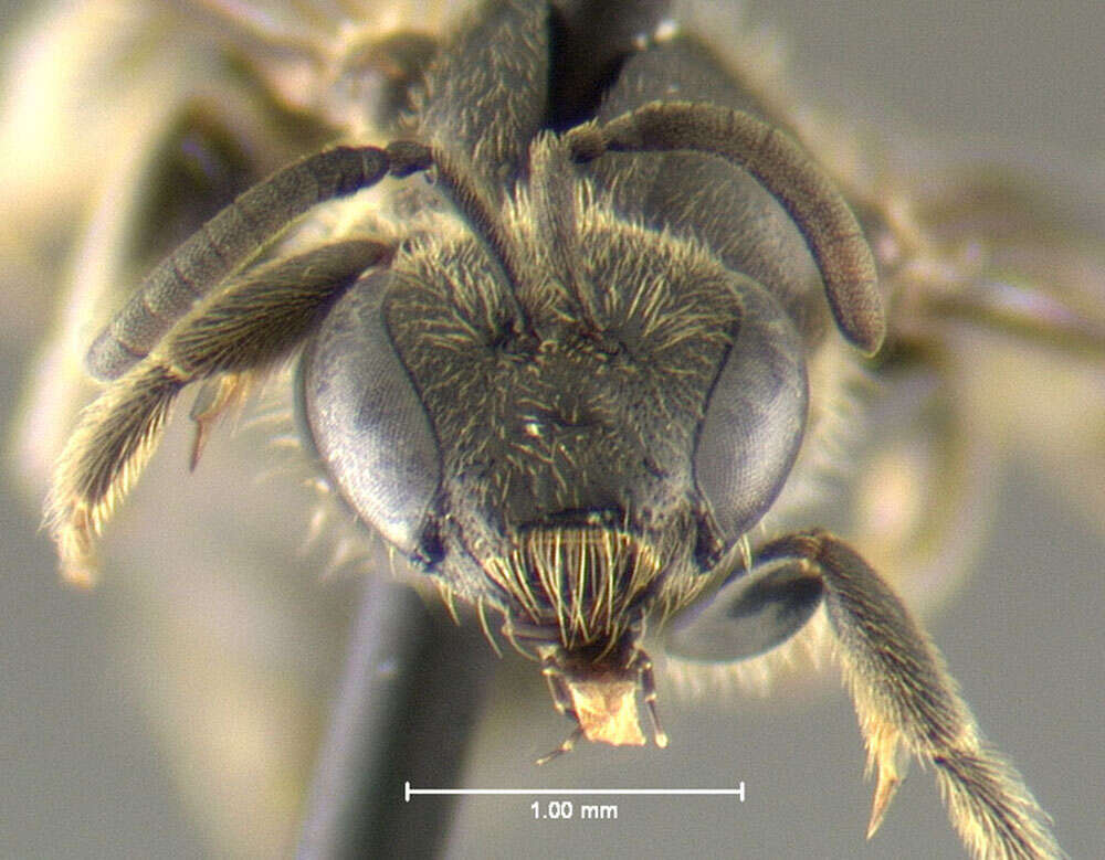 Image of Lasioglossum divergens (Lovell 1905)