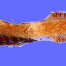 Image of <i>Acropora lutkeni</i>
