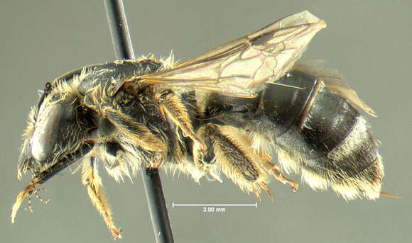 Image of Sweat bee