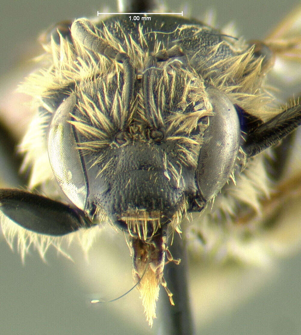 Image of Sweat bee