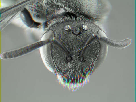 Image of Lasioglossum nymphaearum (Robertson 1895)