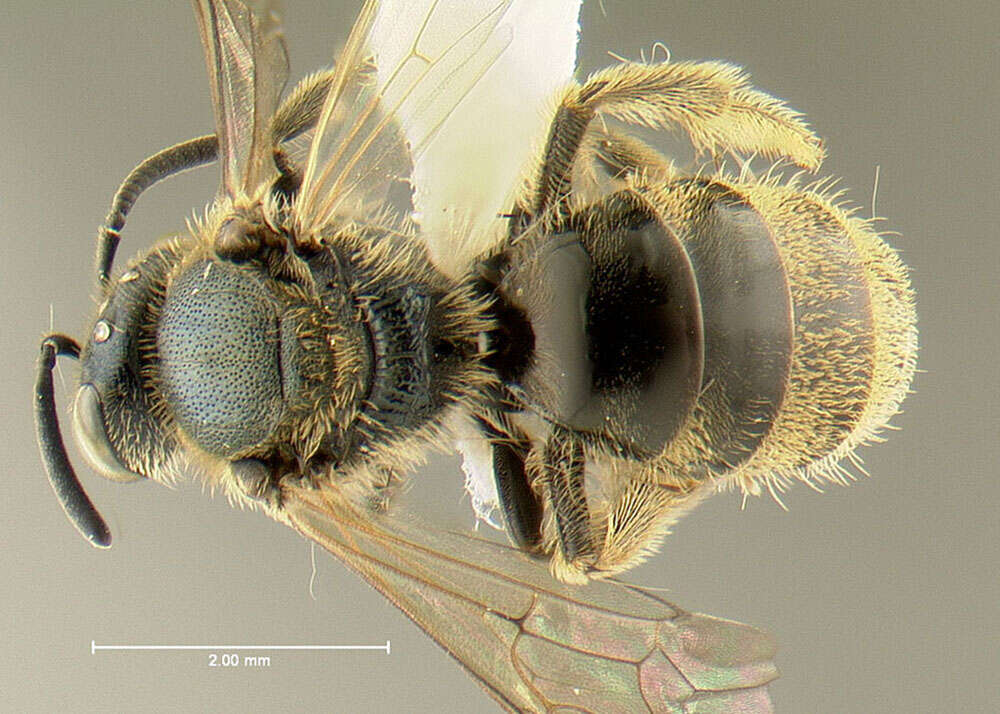Image of Lasioglossum nymphaearum (Robertson 1895)