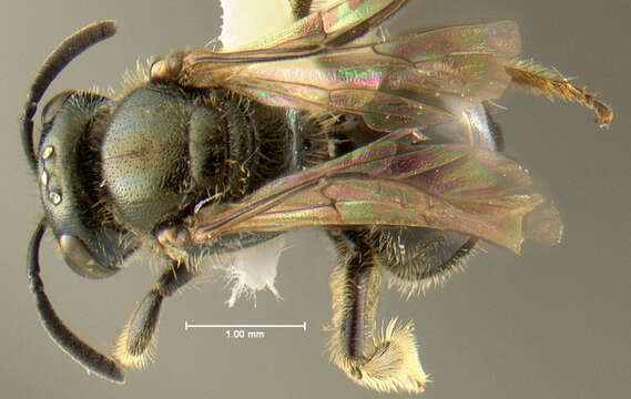 Lasioglossum oblongum (Lovell 1905)的圖片