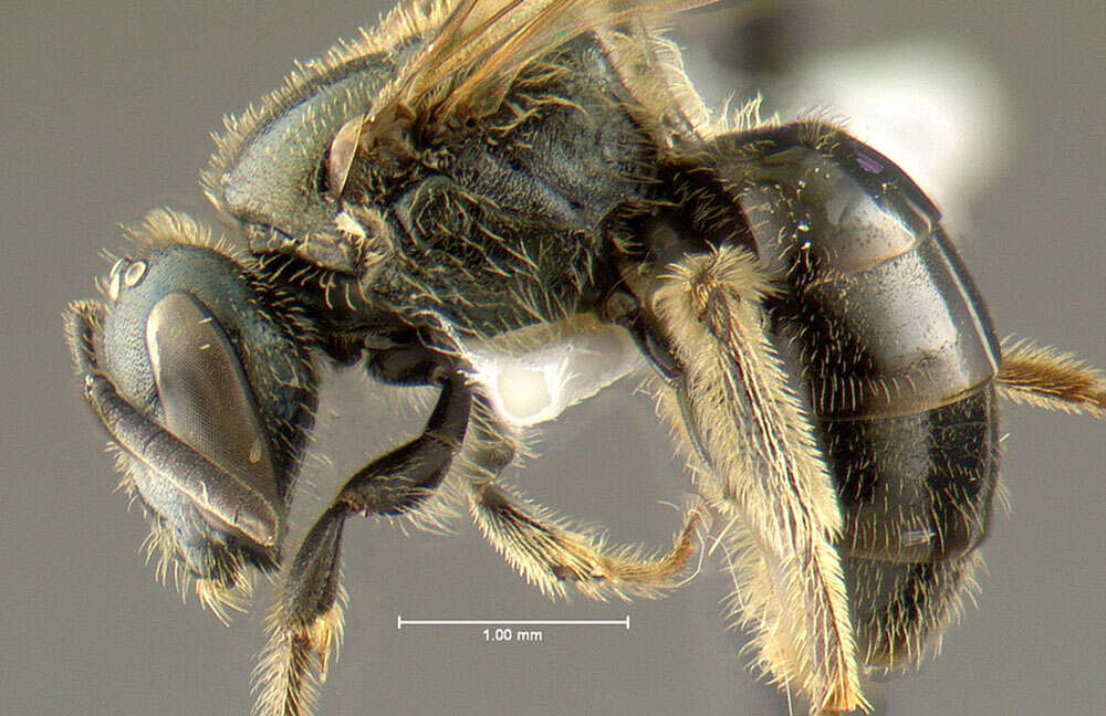 Image of Lasioglossum oblongum (Lovell 1905)