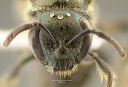 Image of Lasioglossum oblongum (Lovell 1905)