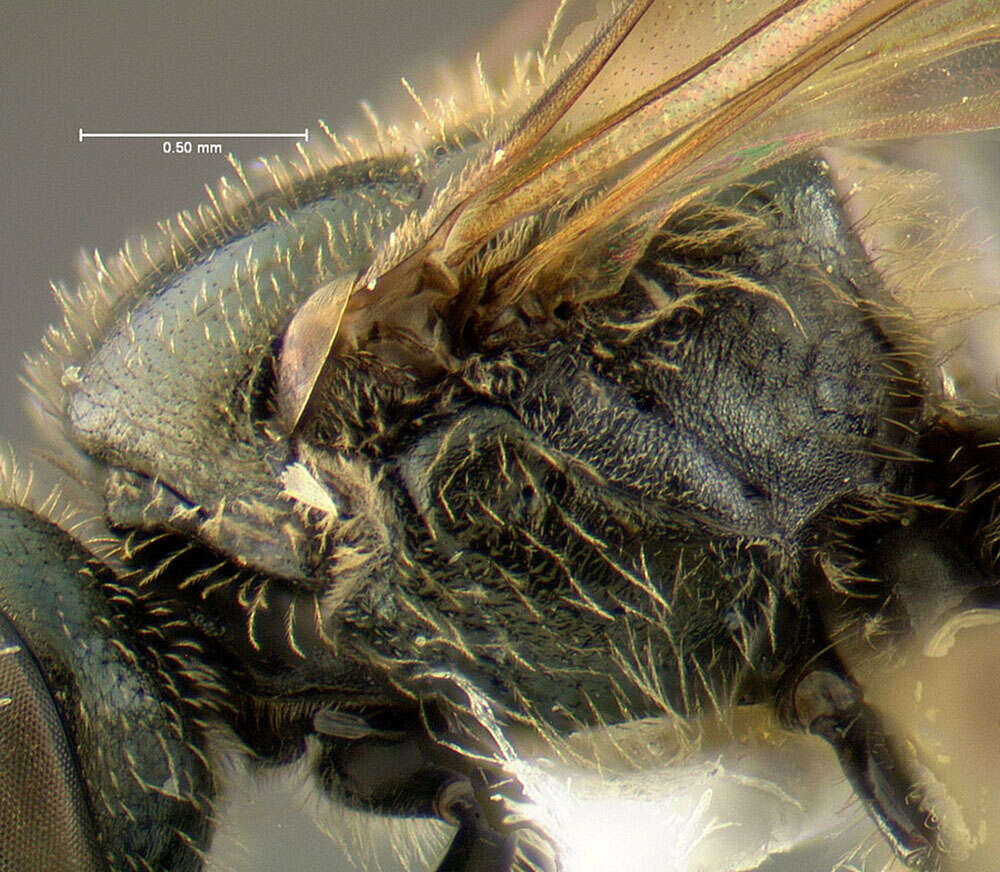 Image of Lasioglossum oblongum (Lovell 1905)