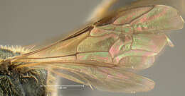 Image of Lasioglossum oblongum (Lovell 1905)
