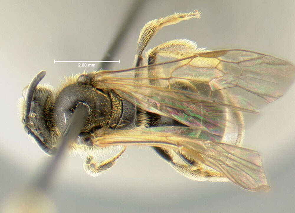 Слика од Lasioglossum quebecense (Crawford 1907)