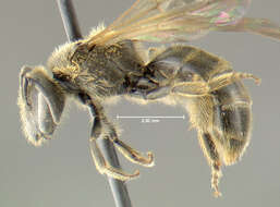 Image de Lasioglossum quebecense (Crawford 1907)