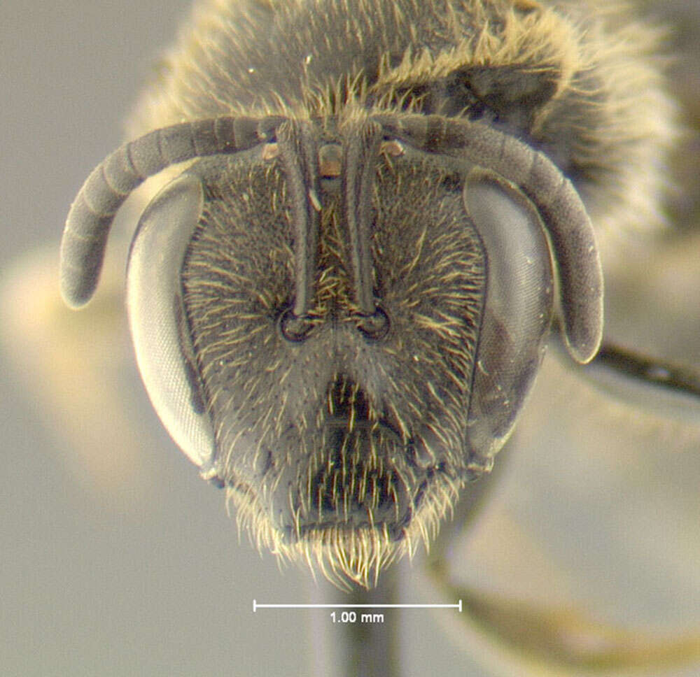 Image de Lasioglossum quebecense (Crawford 1907)