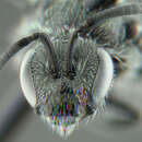 Image of Lasioglossum rohweri (Ellis 1915)