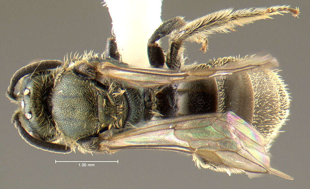 Image of Lasioglossum tegulare (Robertson 1890)