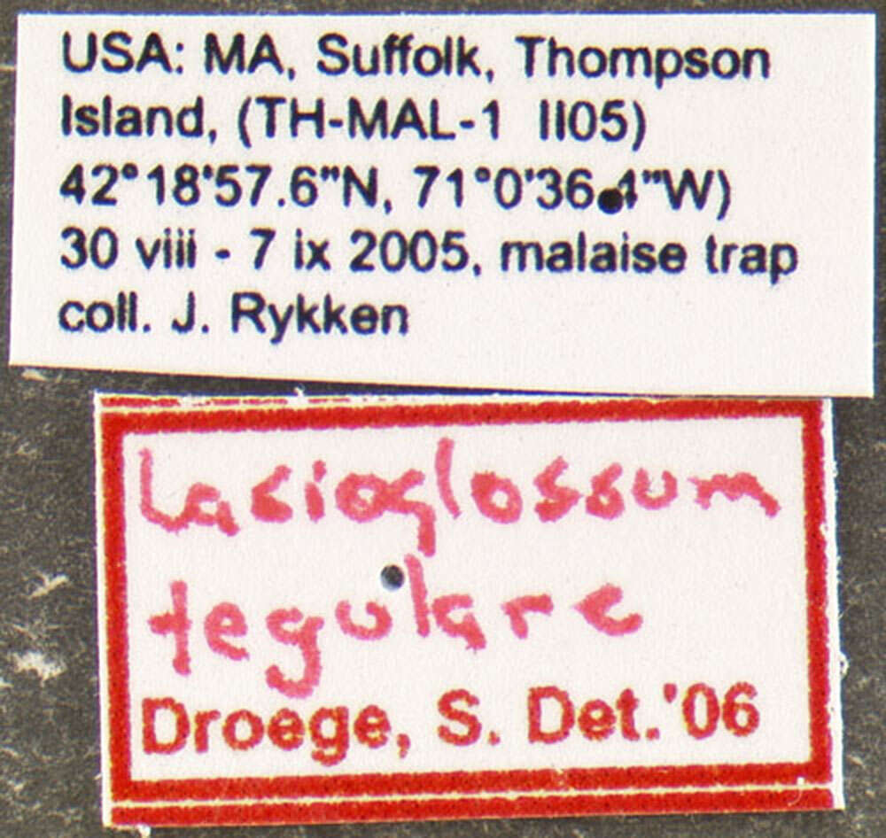 Image of Lasioglossum tegulare (Robertson 1890)