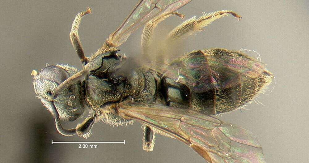 Image of Zephyr Dialictus