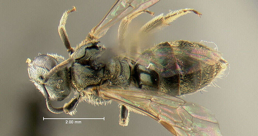 Imagem de Lasioglossum zephyrum (Smith 1853)