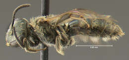 Imagem de Lasioglossum zephyrum (Smith 1853)